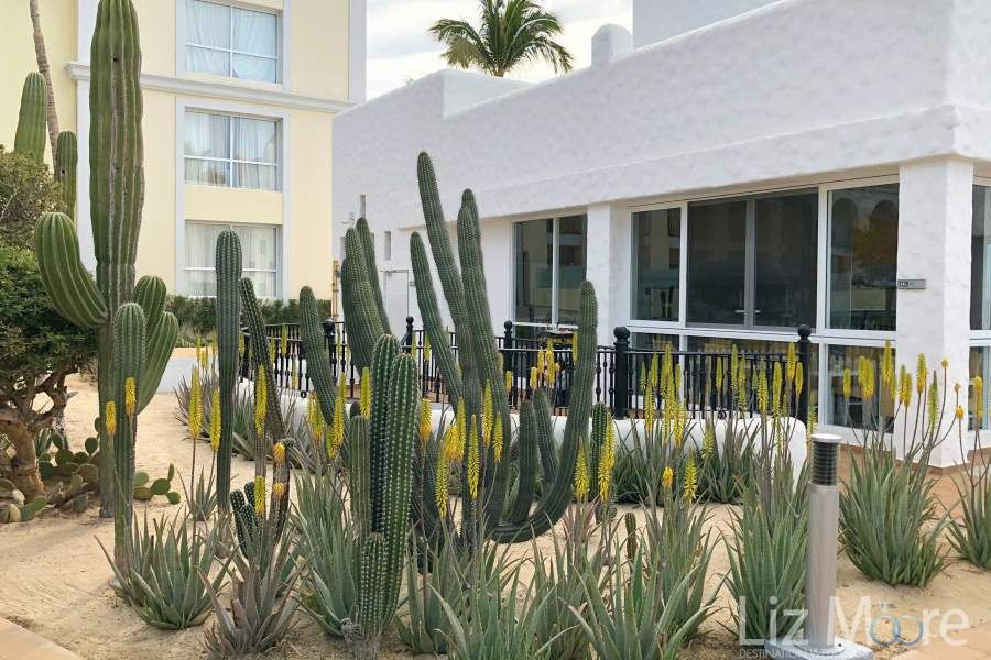cacti and sand as a feature surrounding one of the restaurants